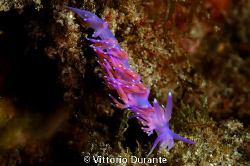 Mediterranean nudi by Vittorio Durante 